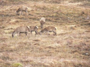 Scotland deer