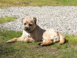 Harley the border terrier