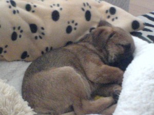 Border Terrier puppy
